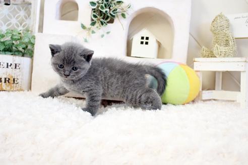 成約済の佐賀県のブリティッシュショートヘア-17334の3枚目