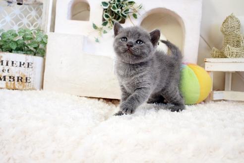 成約済の佐賀県のブリティッシュショートヘア-17334の2枚目