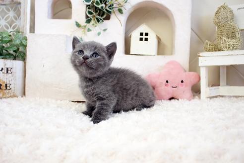 成約済の佐賀県のブリティッシュショートヘア-17335の5枚目