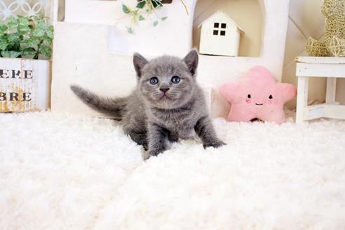 成約済の佐賀県のブリティッシュショートヘア-17335の4枚目