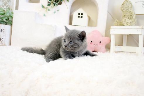 成約済の佐賀県のブリティッシュショートヘア-17335の2枚目