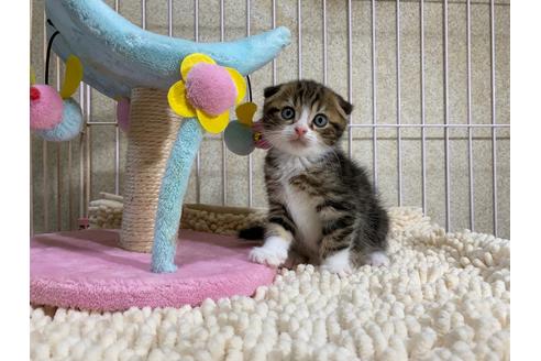 成約済の千葉県のスコティッシュフォールド-17376の1枚目