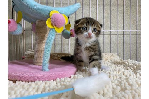 成約済の千葉県のスコティッシュフォールド-17376の4枚目