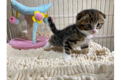 成約済の千葉県のスコティッシュフォールド-17376の3枚目