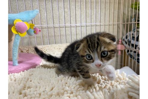 成約済の千葉県のスコティッシュフォールド-17376の2枚目