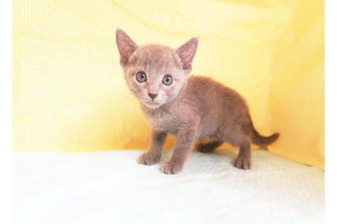 成約済の東京都のロシアンブルー-17382の2枚目