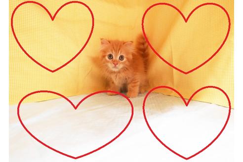 成約済の東京都のスコティッシュフォールド-17383の1枚目