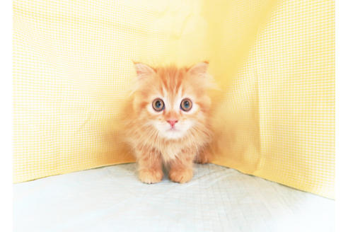 成約済の東京都のスコティッシュフォールド-17383の2枚目