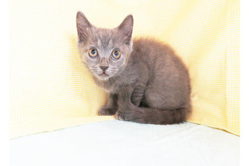 成約済の東京都のブリティッシュショートヘア-17385の2枚目