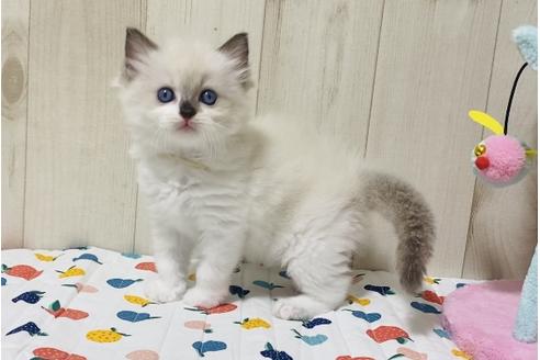 成約済の大阪府のラグドール-17390の2枚目