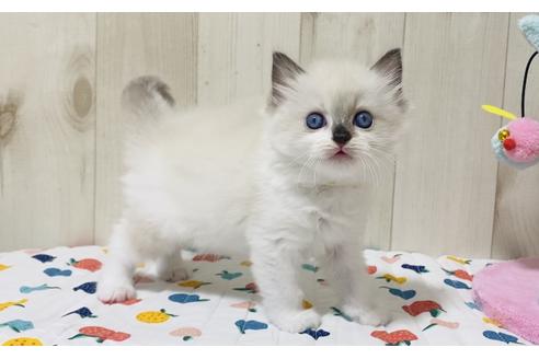 成約済の大阪府のラグドール-17390の3枚目