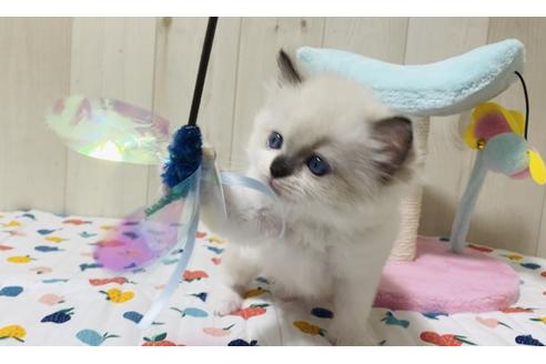 成約済の大阪府のラグドール-17390の4枚目