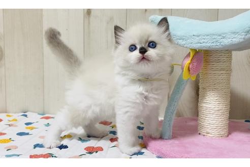 成約済の大阪府のラグドール-17390の5枚目