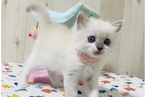 成約済の大阪府のラグドール-17391の2枚目