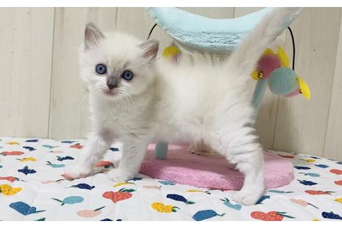 成約済の大阪府のラグドール-17391の4枚目