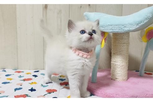 成約済の大阪府のラグドール-17391の5枚目