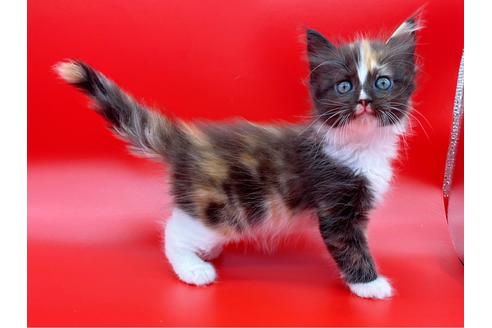 成約済の東京都のサイベリアン-17455の7枚目