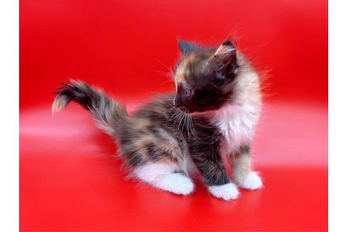 成約済の東京都のサイベリアン-17455の8枚目