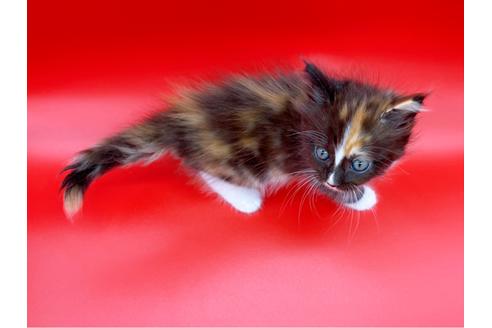 成約済の東京都のサイベリアン-17455の2枚目