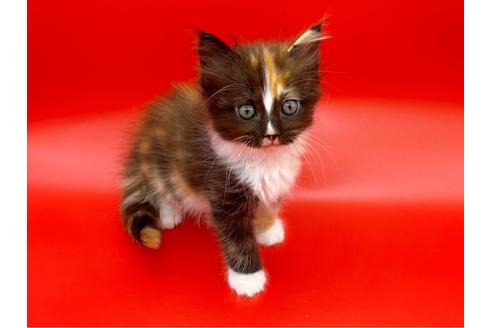 成約済の東京都のサイベリアン-17455の1枚目