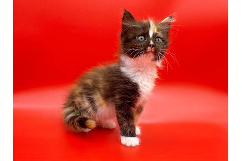 成約済の東京都のサイベリアン-17455の3枚目