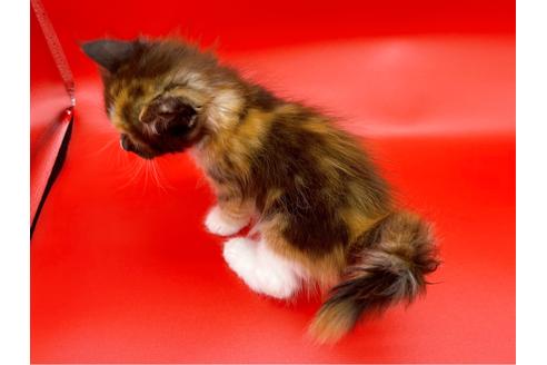 成約済の東京都のサイベリアン-17455の4枚目