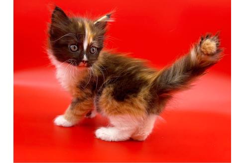 成約済の東京都のサイベリアン-17455の5枚目