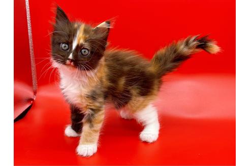 成約済の東京都のサイベリアン-17455の6枚目