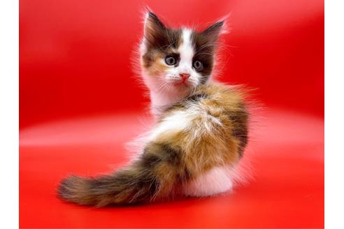 成約済の東京都のサイベリアン-17454の7枚目