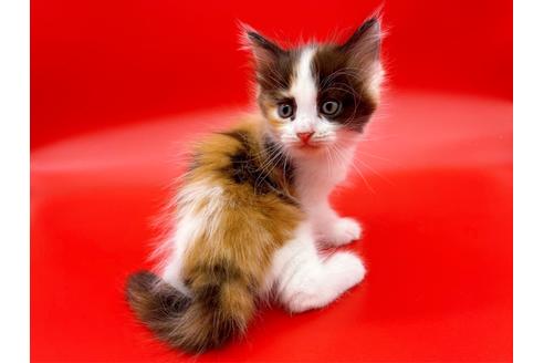 成約済の東京都のサイベリアン-17454の8枚目