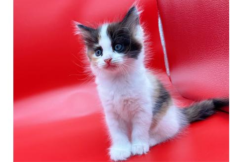 成約済の東京都のサイベリアン-17454の3枚目