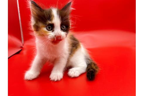 成約済の東京都のサイベリアン-17454の5枚目