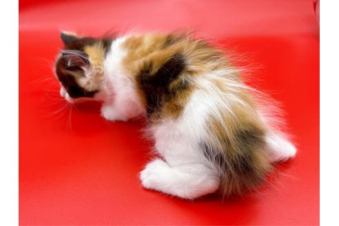 成約済の東京都のサイベリアン-17454の6枚目