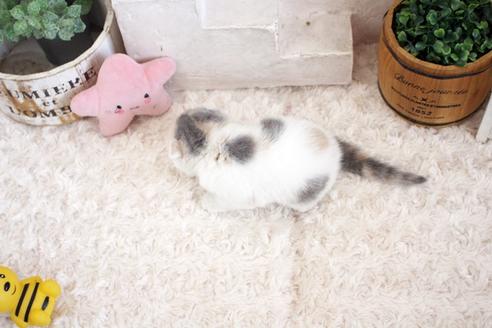 成約済の佐賀県のスコティッシュフォールド-17423の2枚目