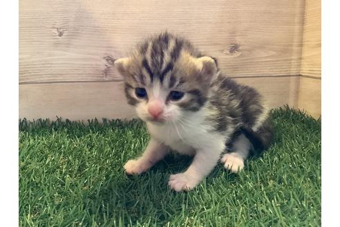 静岡県でマンチカンの子猫を探す 子猫ブリーダーナビ 静岡県でマンチカンの子猫を探す 子猫ブリーダーナビ