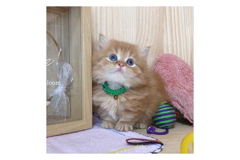 成約済の長野県のミヌエット-17441の1枚目