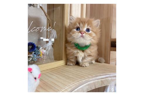 成約済の長野県のミヌエット-17441の5枚目