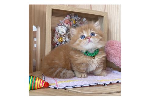 成約済の長野県のミヌエット-17441の4枚目