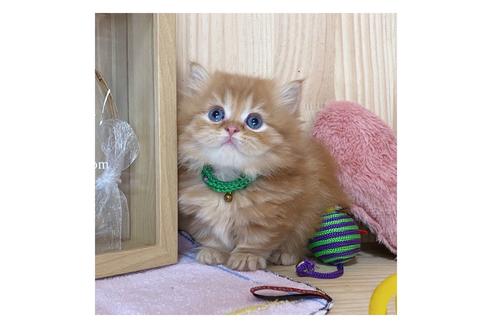 成約済の長野県のミヌエット-17441の3枚目