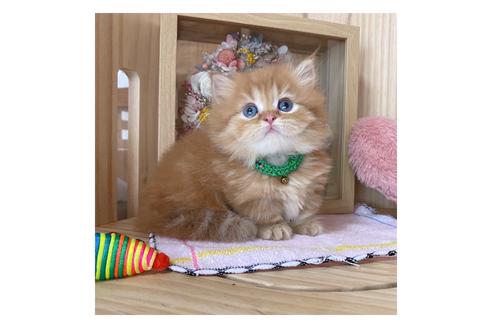 成約済の長野県のミヌエット-17441の2枚目