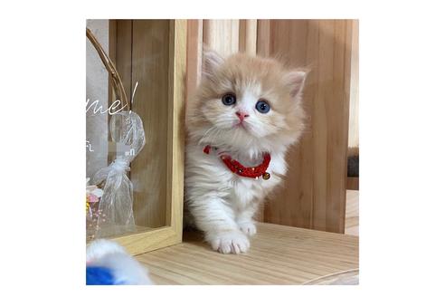 成約済の長野県のミヌエット-17444の1枚目