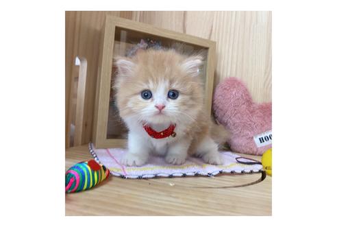 成約済の長野県のミヌエット-17444の5枚目