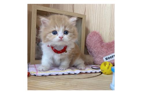 成約済の長野県のミヌエット-17444の4枚目