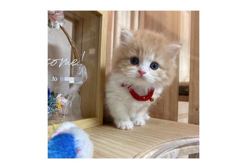 成約済の長野県のミヌエット-17444の2枚目