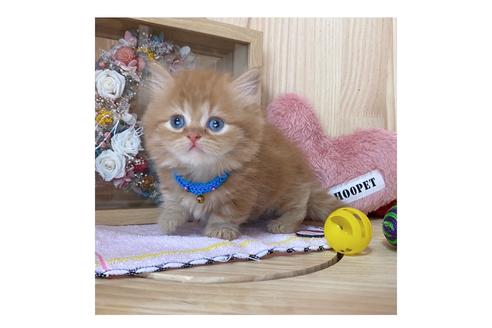 成約済の長野県のミヌエット-17446の1枚目