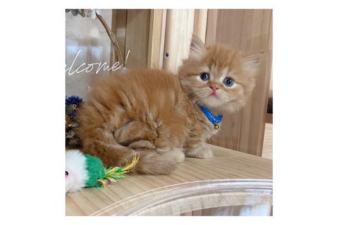 成約済の長野県のミヌエット-17446の5枚目