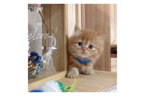 成約済の長野県のミヌエット-17446の3枚目