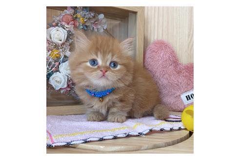 成約済の長野県のミヌエット-17446の2枚目