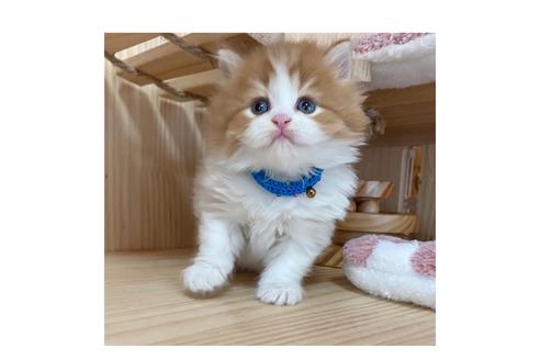 成約済の長野県のミヌエット-17447の5枚目