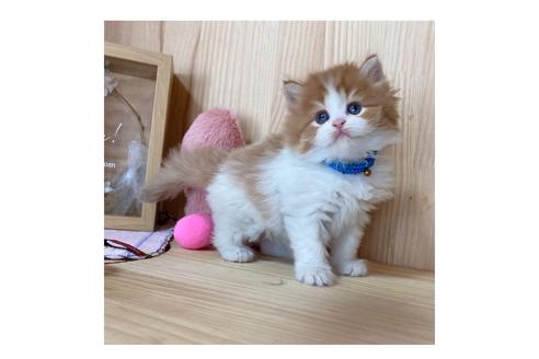 成約済の長野県のミヌエット-17447の4枚目